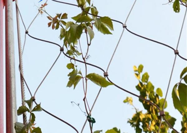 SS316 Green Wall Mesh / Ferruled Type Stainless Steel Wire Cable Mesh