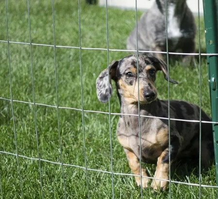 1/2x1 1x1 16 Gauge Galvanized Welded Wire Mesh 25mmx25mm Rust Resistance