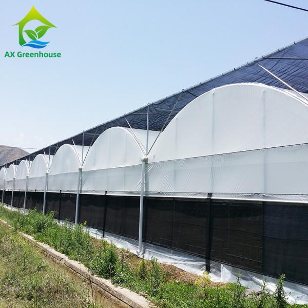 Hot Galvanized Steel Pipe Nursery Multi-span Panda Film Blackout System Mushroom Tropical Greenhouse