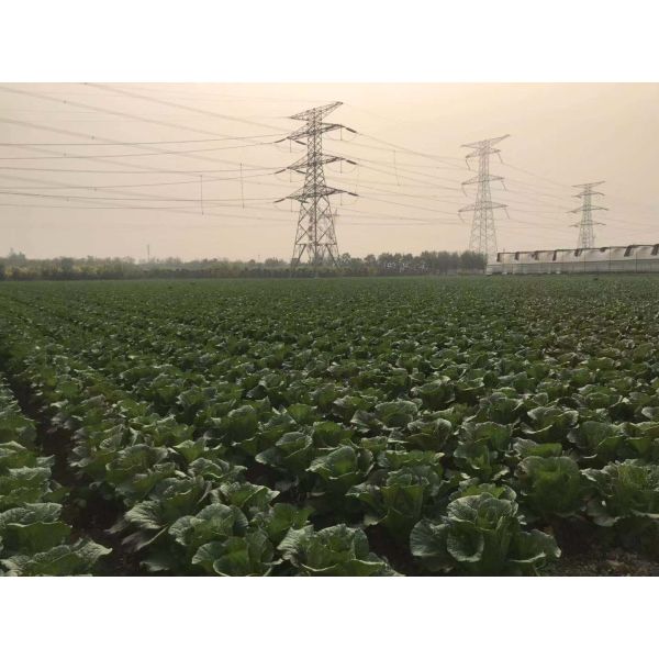 Anti inflammation Mini Drumhead Cabbage , Late Flat Dutch Cabbage 1-3KG/PER
