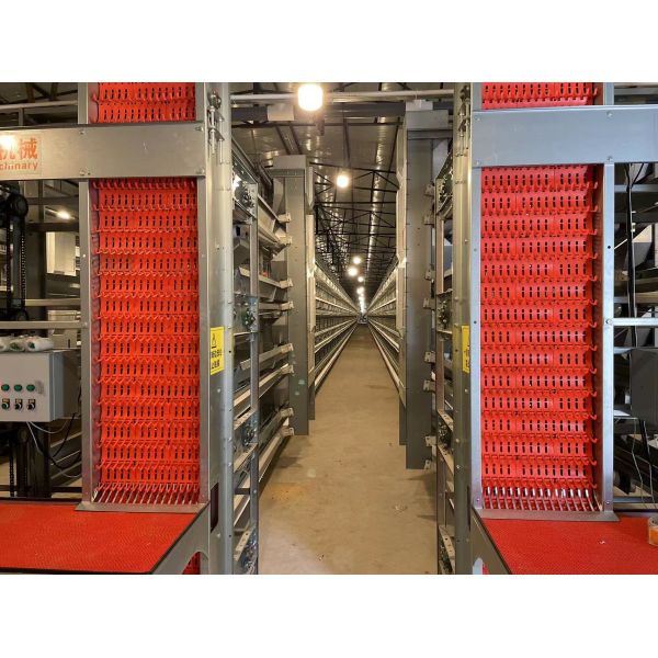 High Strenghth Automatic Poultry Feeder System Health Long Service Life