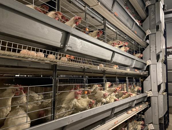 Eco-friendly Prefab Poultry Farm with Wind and Rain Resistant Steel Poultry House and 40-Year Warranty