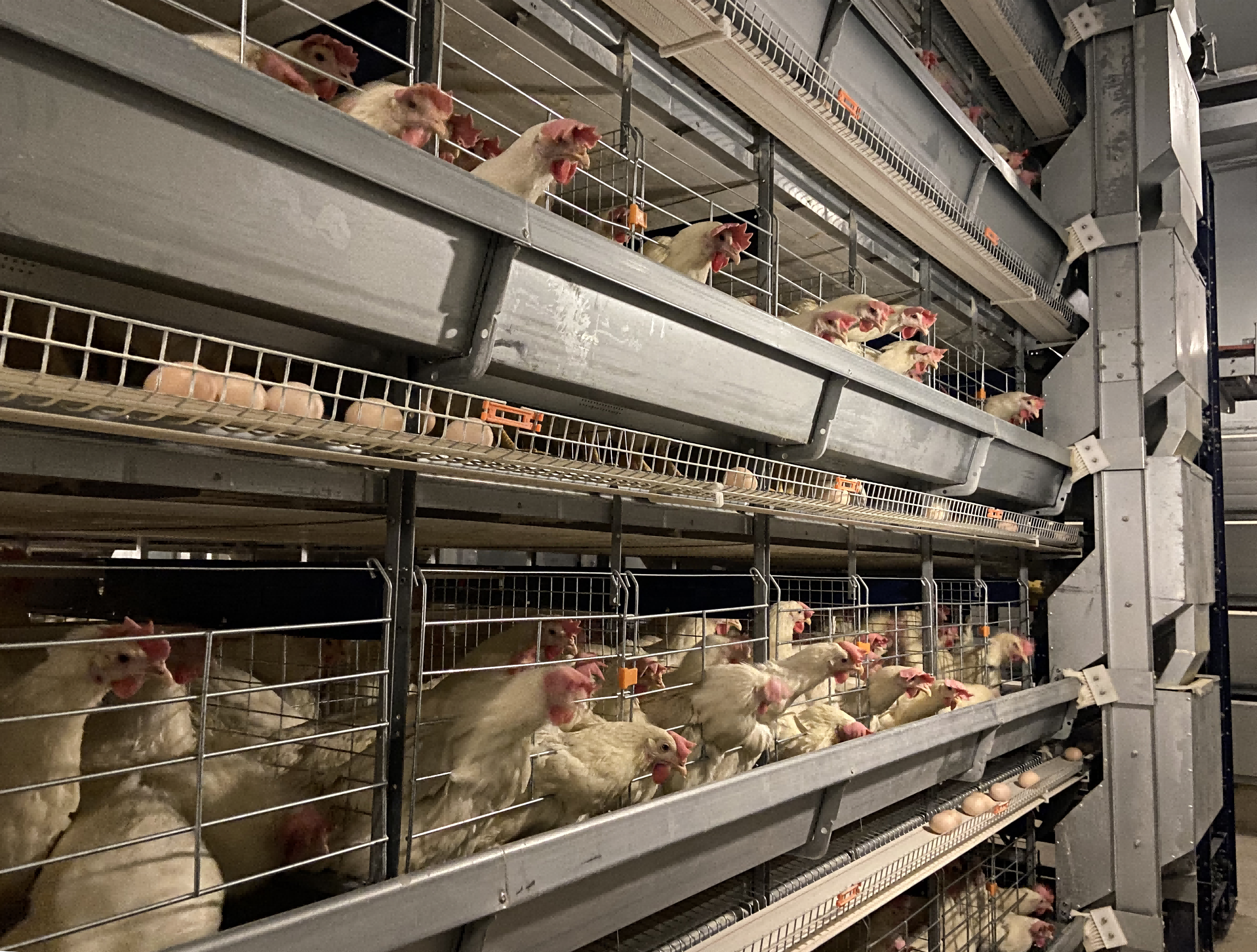 Eco-Friendly Wind & Rain Resistant Steel Poultry House with 40-Year Warranty