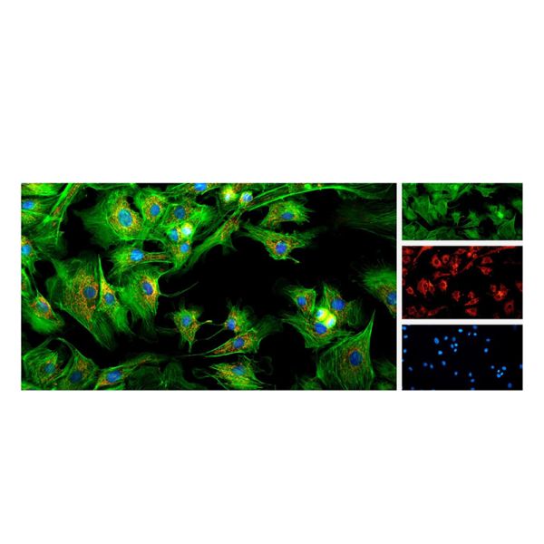 OPTO-EDU A16.1098 lleno motorizó el FB/el pH/el PL/FL/DIC optos de Edu Microscope Semi APO