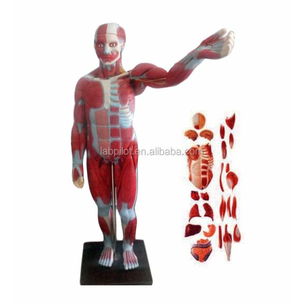 Advanced PVC Full Body Muscles Model with Internal Organs Displaying Function 170cm