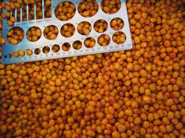 Wholesale Organic Sea Buckthorn Frozen Sea Buckthorn Berries