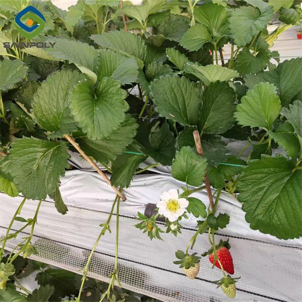 Low Energy Consumption Strawberry Plant Greenhouse Customized 1.1m Height