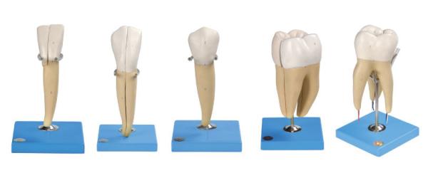Five Kinds Of Human Teeth Model Made Of Advanced PVC For Anatomical Training