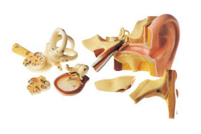 Three times Ear Human Anatomy model with removable pars for shool training