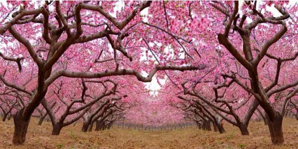 PLASTIC LENTICULAR wall art decor 3d lenticular printing landscape pictures with motion effect