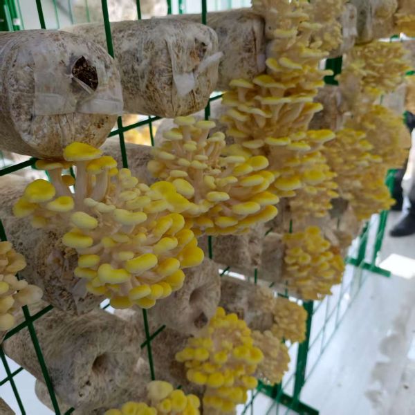 Smart White Mushroom Cultivation Container saving space with modular design customized size