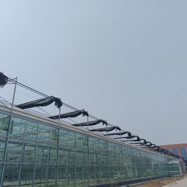 Modular Estufas Agrícolas Para Venda Cúpula Roof Cover Film Side Cover Multi Span Pepino Alface Crescimento