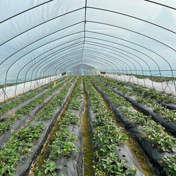 High Tunnel Agricultural Polyethylene Film Greenhouse For Tomato
