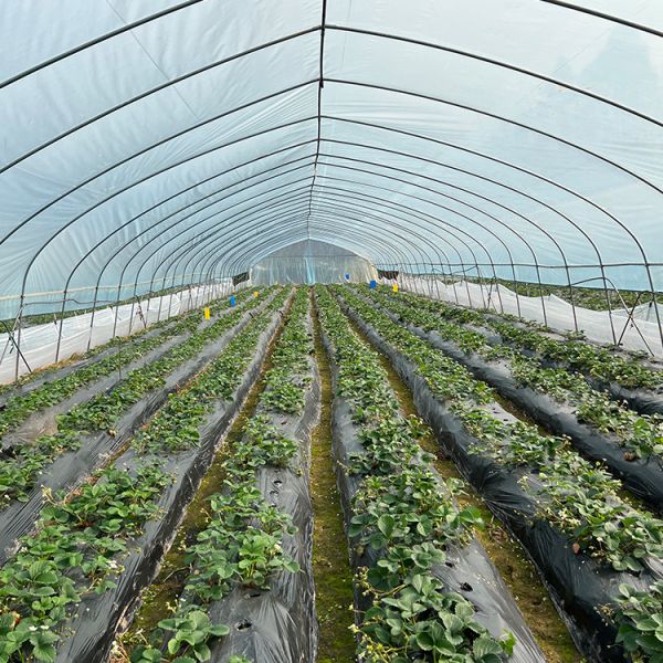 Agricultural Tomatoes Single Layer Greenhouse With 80 Micron Film