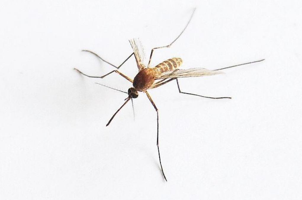 Биологический спрей плюс BTi Убийца личинки комара Инсектицид против Aedes Culex