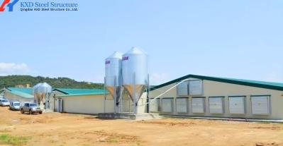 Maison de poulet à double structure en acier léger avec équipement entièrement automatique