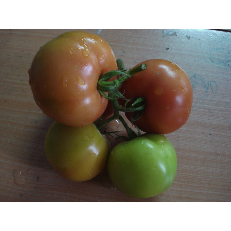 Bawang Mid Early Maturity Spring Indeterminate Tomato Seeds For Greenhouse T46