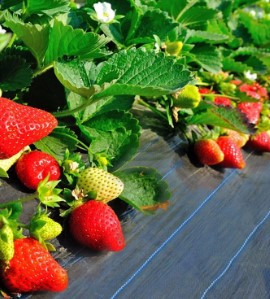 Black Color Polypropylene Woven Geotextile 500Gram For Road Reinforcement