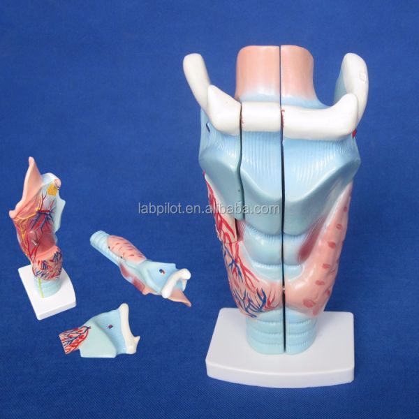 3-Part Larynx and Thyroid Gland Model Essential for Studying Human Respiratory System
