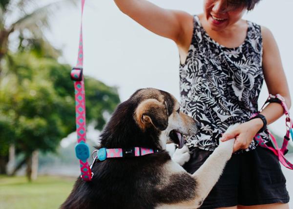 49ft 15m Custom Patterned Dog Leashes For Big Dogs Luxury Dog Leads
