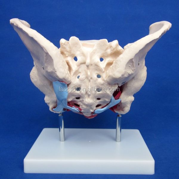 Functional and Detailed Human Female Pelvic Model for Educational Demonstrations