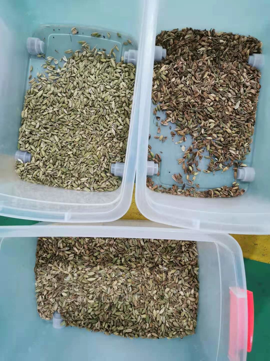 Аграрная машина /Cardamom сортировщицы цвета кардамона оборудований отделяя машину