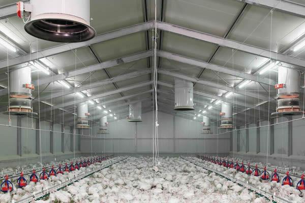 Modern Lightweight Metal Frame Building Poultry Farm Structure