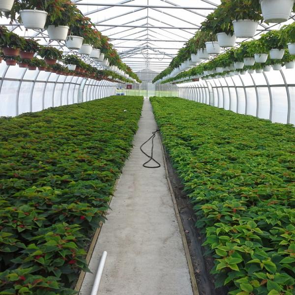 BaoLiDa Covering Plastic Film Hot Galvanized Steel Greenhouse