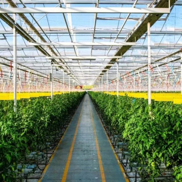 Venlo Glass Greenhouse for Vegetables Roofing Shape a Type Roof 30 Days Return refunds