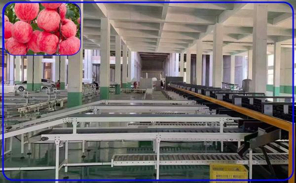 Robot Computer Control Apple Sorting Equipment 2 Channel Intelligent Apple Sorter
