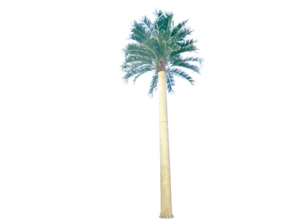 Monopole 30m Camouflaged Palm Tree Cell Tower ISO9001 Approved