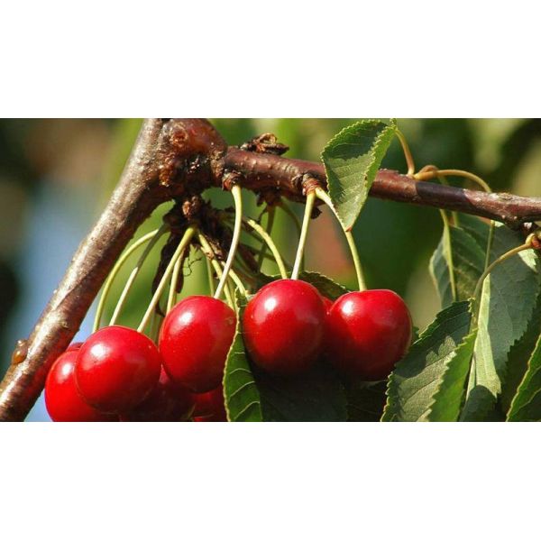 Biostimulants Natural Growth Regulator Seaweed Polysaccharides Fertilizer Green Powder