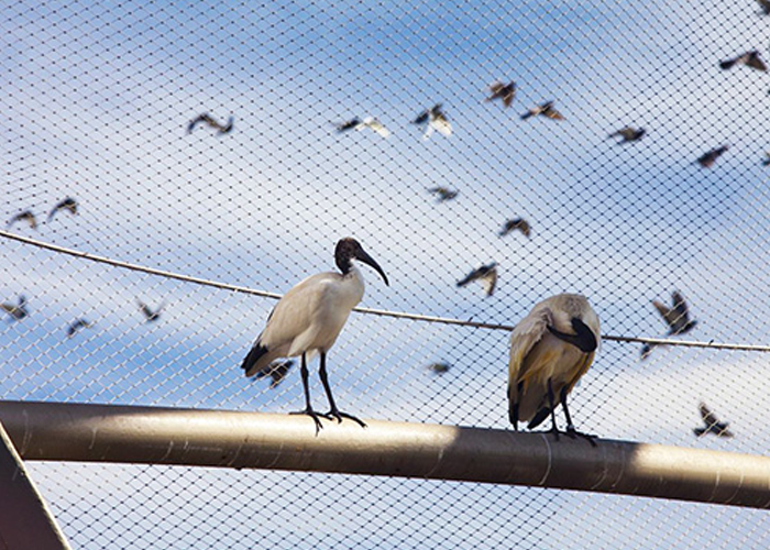 Zoo Handrail Stainless Steel Aviary Mesh , 60 Degree Wire Mesh Bird Netting