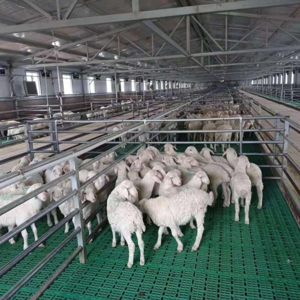 Animal Farming Polypropylene Plastic Slat Flooring For Sheep Goat Pig