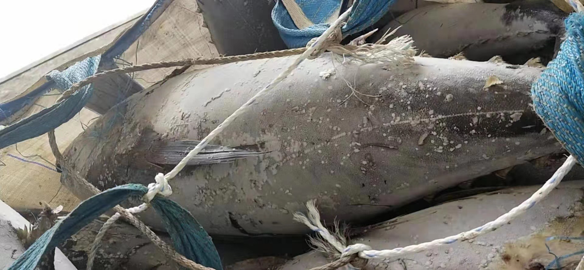 Тунец желтопра 20kg Tongzhonghe Seafrozen весь вверх для законсервированный