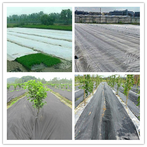 Vegetable Cover Agriculture Non Woven Fabric Lightweight Non Toxic OEM Available