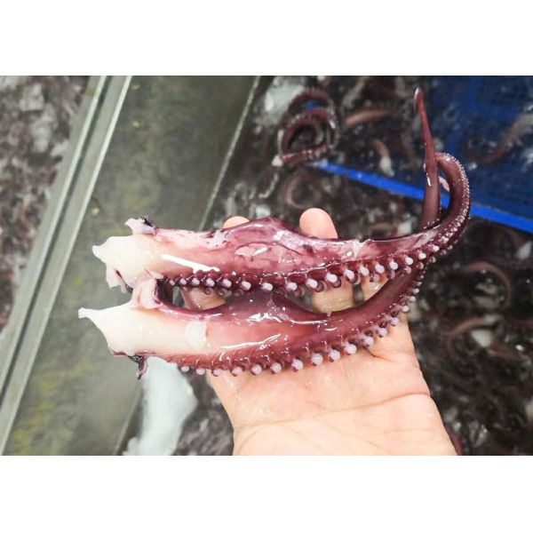 White Color Giant Sea Squid Eu Standard , Iqf Seasoned Squid Tentacle Chemical