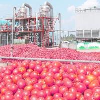 Tomate que planta a linha de processamento completamente do tomate da máquina/2 - 50 T/H semi automático