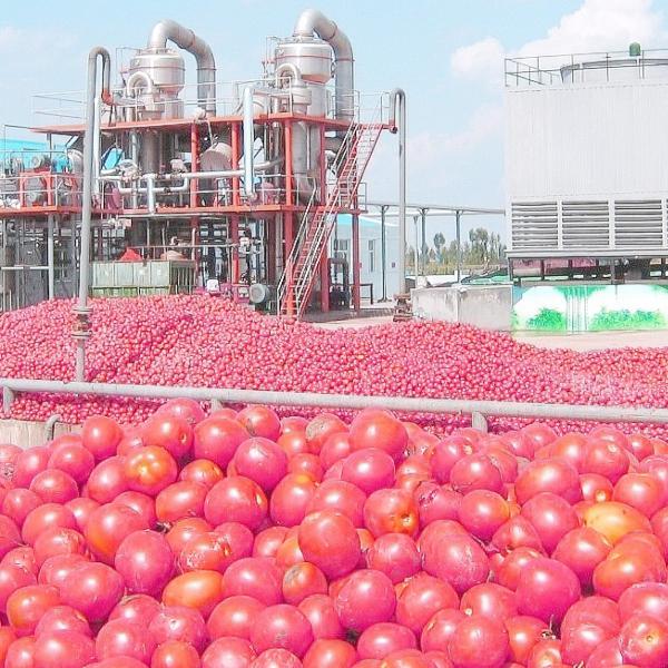 Linha de produção tipo de poupança de energia da pasta de tomate de SUS316 50Hz