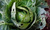 Compagnie de pesticides biologiques ver de chou lutte contre les chenilles biologique