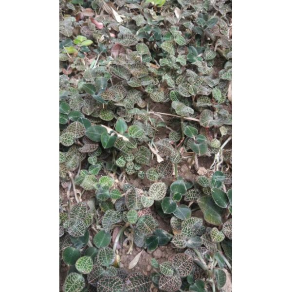 Orchidée du fil d'or naturel séché d'Anoectochilus Roxburghii Wall Lindl