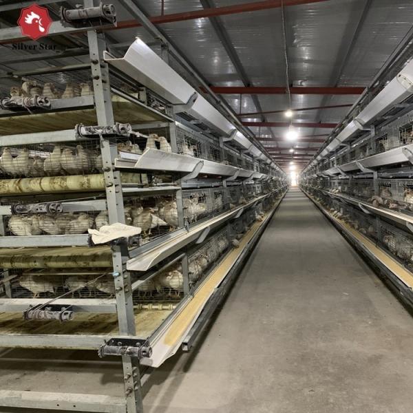 Caixas para frangos do tipo H para abrigos automáticos para frangos de frango