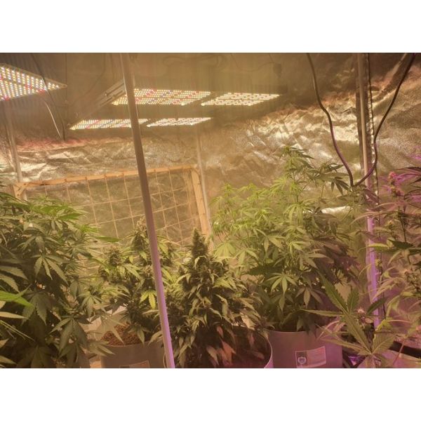 480W V2 Greenhouse Horticultural Grow Lights 660nm Oslon LM301H LED Grow Light