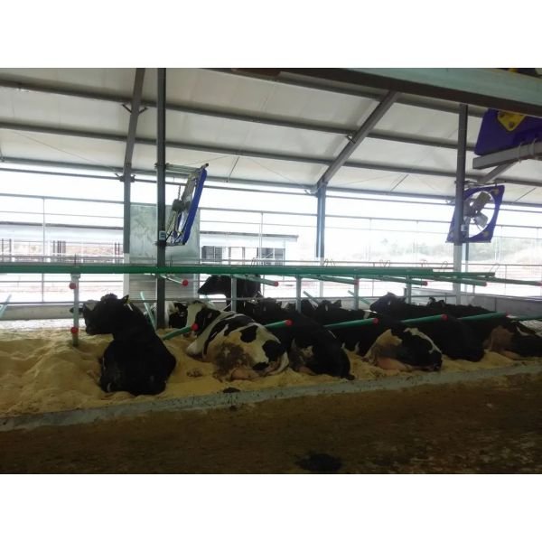 Hot DIP Galvanized Cow Freestall with Customized Size and Bolt Connection for Cattle Farm Equipment