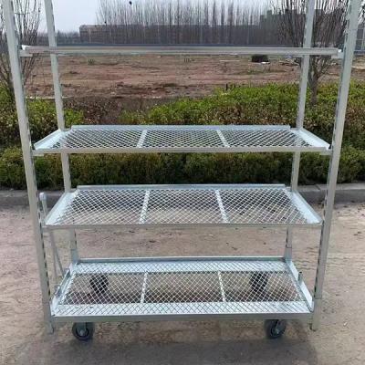 Hot Dip Galvanizing PP Caster Greenhouse Harvest Trolley 1350*565mm