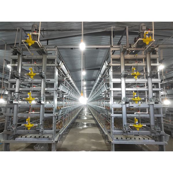 Q235 H Type Automatic Baby Chicks Cage For Layers Pullet Cage Day Old Chicks Cage