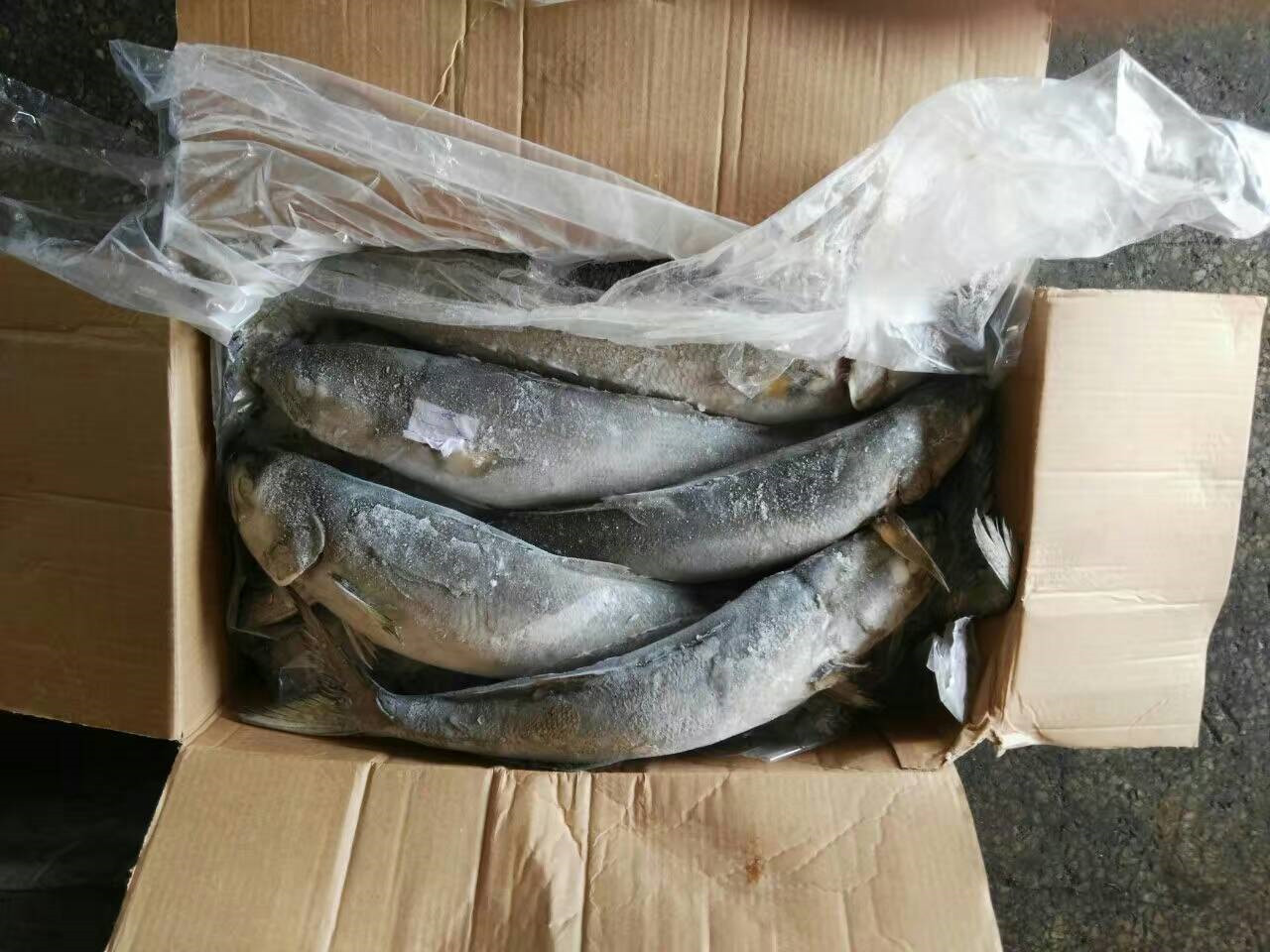замороженная серая кефаль 500g