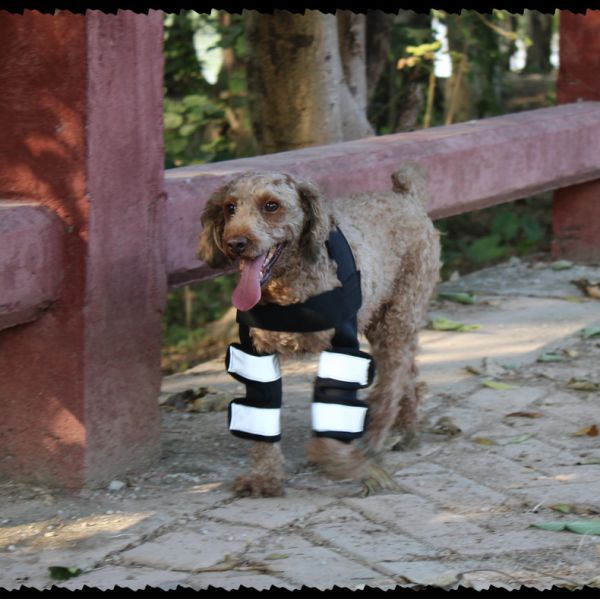 Скакательный сустав спортивные наколенники дышащий противоударный пользовательский наколенник для маленькой собаки