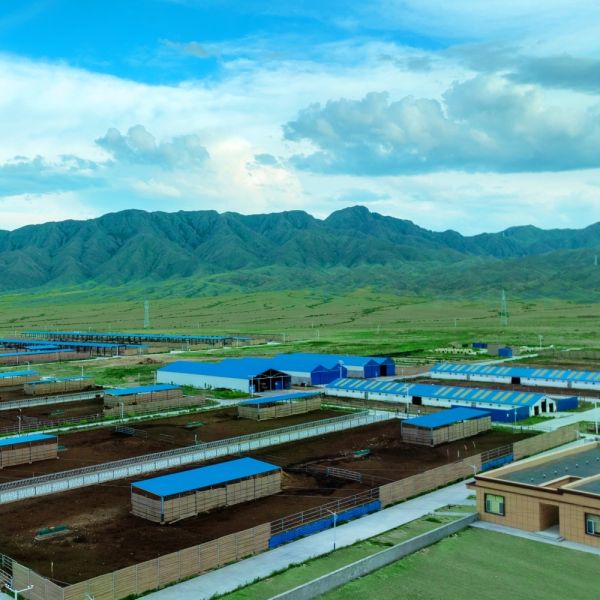Long Serive Life Prefab Steel Structure Cattle Shed With Surface Treatment
