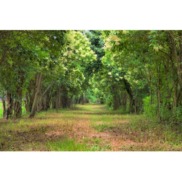 17-0-0 poudre brun clair des acides aminés 50 d'agriculture d'engrais de l'azote 17%